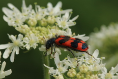 Trichodes alvearius