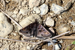 Metaxmeste schrankiana