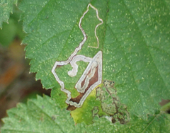 Stigmella villosella