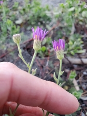 Erigeron breweri breweri