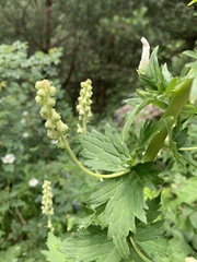 Aconitum orientale