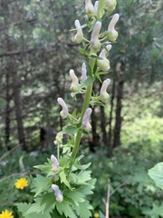 Aconitum orientale