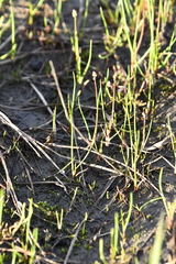 Triglochin palustris