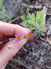 Erigeron breweri breweri