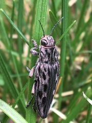 Chalcophora angulicollis