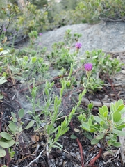Erigeron breweri breweri