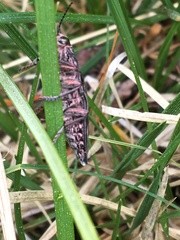 Chalcophora angulicollis