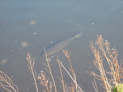 Ctenopharyngodon idella