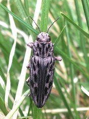 Chalcophora angulicollis