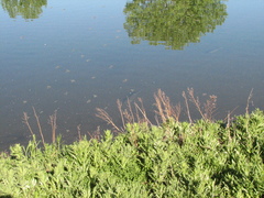 Ctenopharyngodon idella