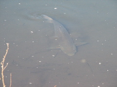 Ctenopharyngodon idella