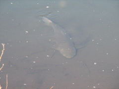 Ctenopharyngodon idella