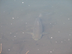 Ctenopharyngodon idella