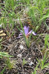 Iris pontica