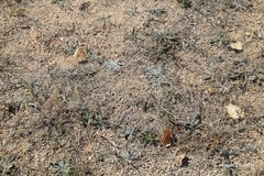 Pilosella castellana