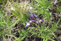Iris pontica
