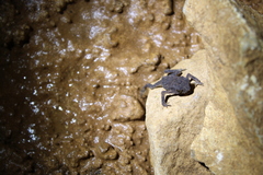 Ingerophrynus parvus