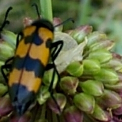Mylabris variabilis