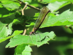 Calopteryx splendens