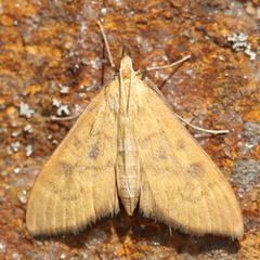 Mecyna