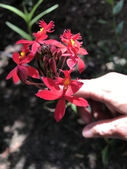 Epidendrum × obrienianum