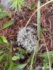 Cladonia arbuscula mitis