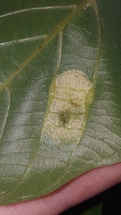 Aceria erinea