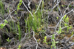 Equisetum palustre