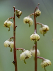 Pyrola chlorantha