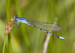 Argia alberta
