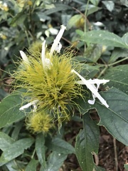 Justicia croceochlamys