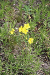 Linum mucronatum armenum