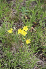 Linum mucronatum armenum