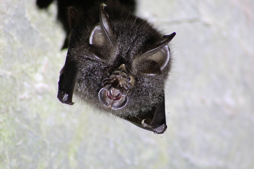 Woolly Horseshoe Bat