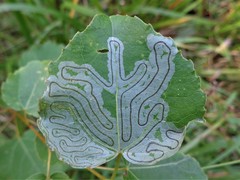 Phyllocnistis labyrinthella