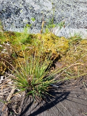 Carex magellanica