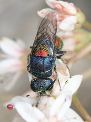 Chrysis scutellaris