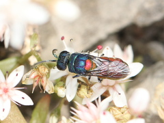 Chrysis scutellaris