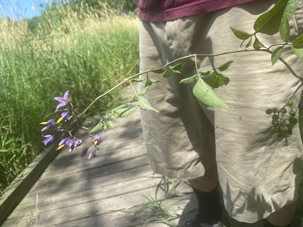bittersweet nightshade from WoodRill Scientific and Natural Area