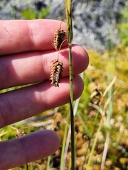 Carex magellanica