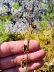Carex magellanica
