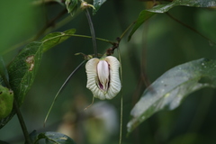 Centrosema macrocarpum