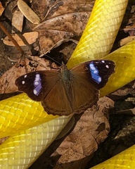 Cybdelis phaesyla