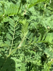 Astragalus galegiformis