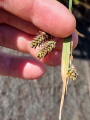 Carex magellanica