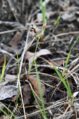 Carex rariflora
