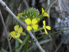 Erysimum nevadense
