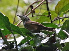 Pheugopedius maculipectus