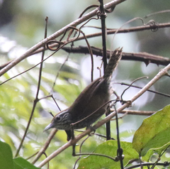 Pheugopedius maculipectus