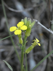 Erysimum nevadense